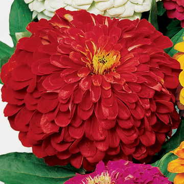red red flower seeds