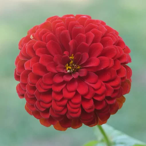 red red flower seeds