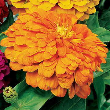 coral zinnia flower seeds