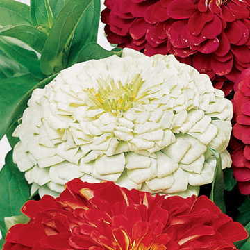 white white flower seeds