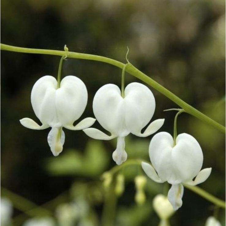 Dicentra Flower Seeds White – Heirloom Non-GMO High Germination Seeds