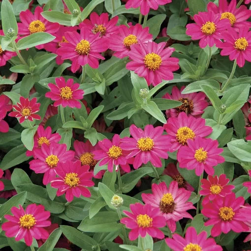 red cherry flower seeds