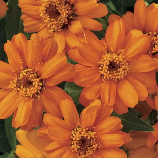 orange orange flower seeds