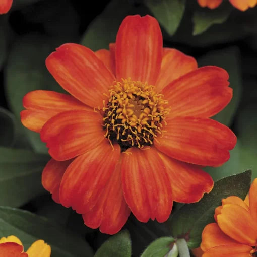 profusion fire flower seeds