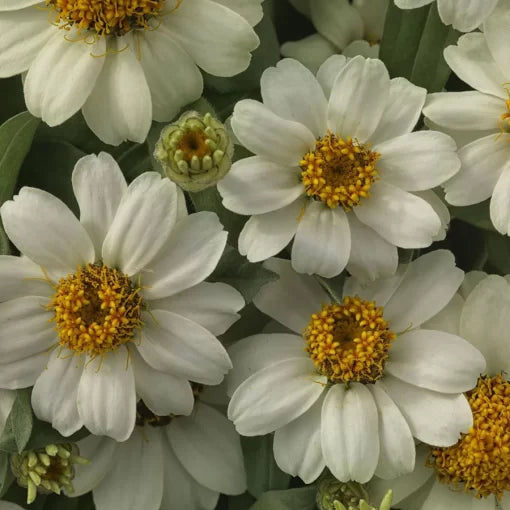 white white flower seeds