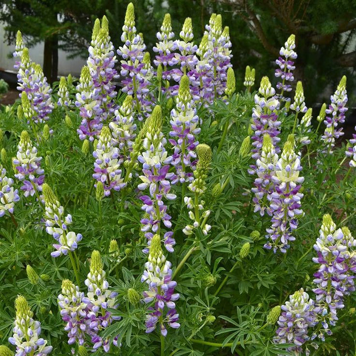 Purple White Lilac Flower Seeds – Heirloom, Non-GMO, High Germination Organic Garden Seeds for Planting