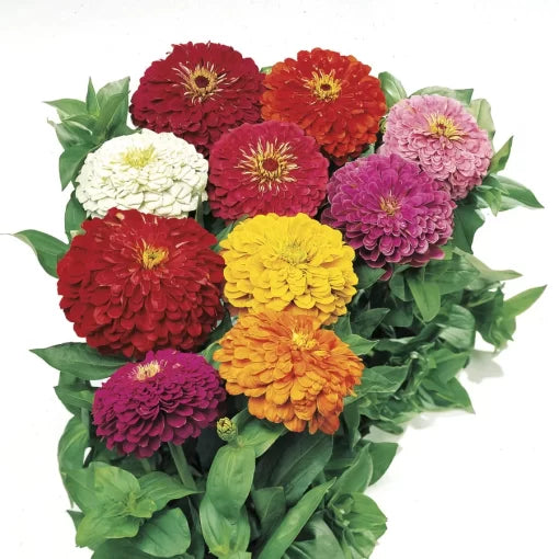mixed zinnia flower seeds