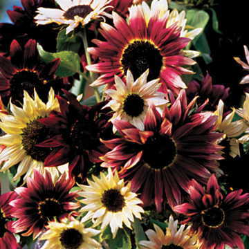 razzmatazz sunflower flower seeds
