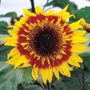 the joker flower seeds