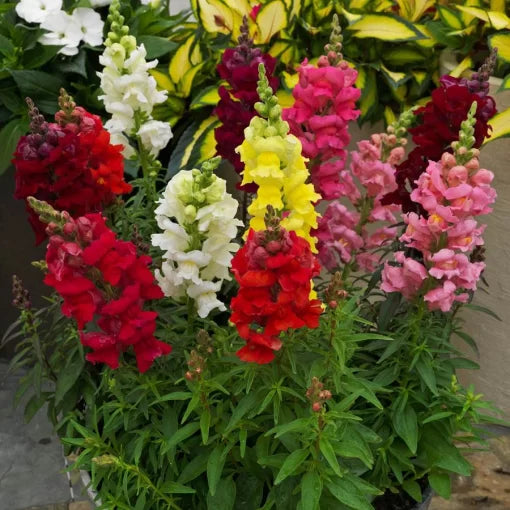 sonnet snapdragon flower seeds