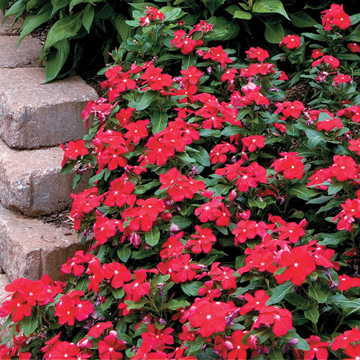 red red flower seeds
