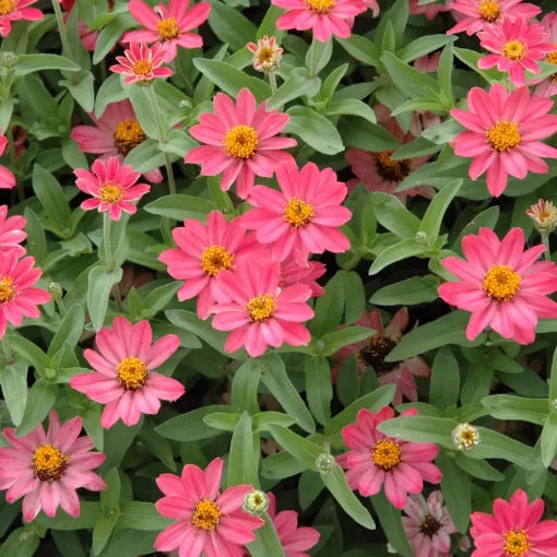 pink pink flower seeds