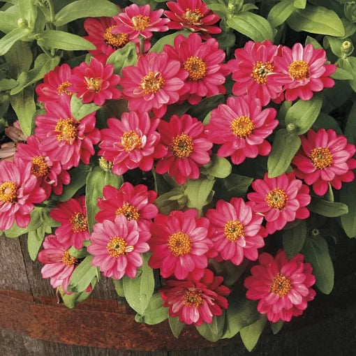 double cherry flower seeds