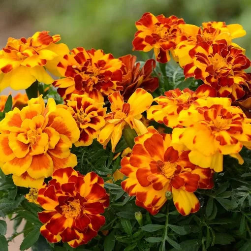 french marigold flower seeds