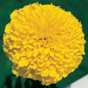 golden inca flower seeds