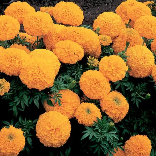 gold hybrid flower seeds