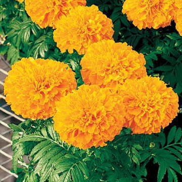 orange orange flower seeds