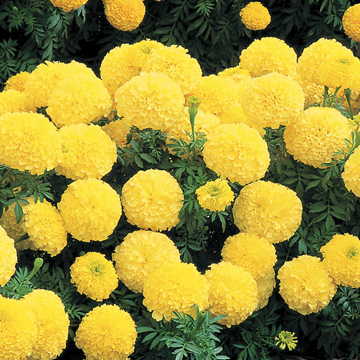 inca ii flower seeds