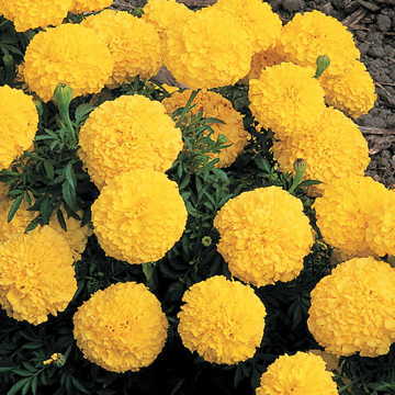 yellow yellow flower seeds