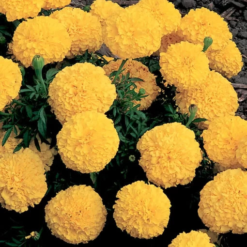yellow hybrid flower seeds