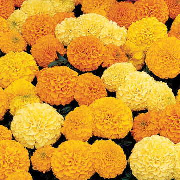 inca marigold flower seeds