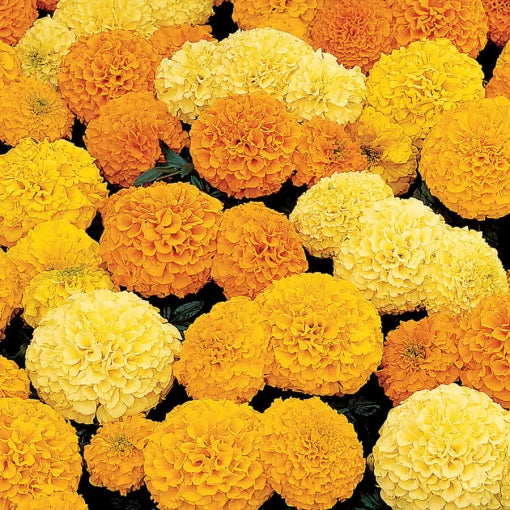 hybrid marigold flower seeds