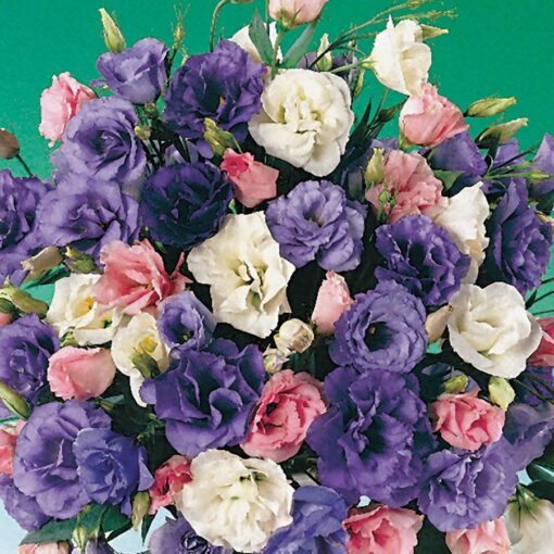 echo mix lisianthus tall