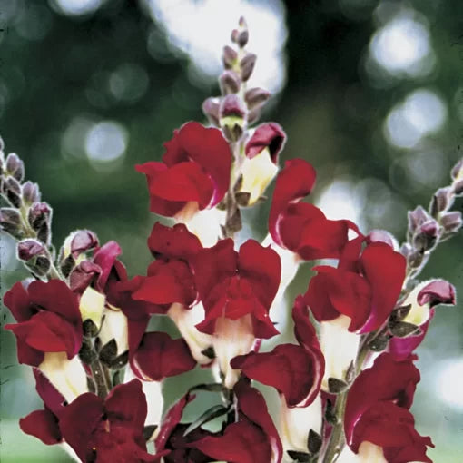 red white flower seeds
