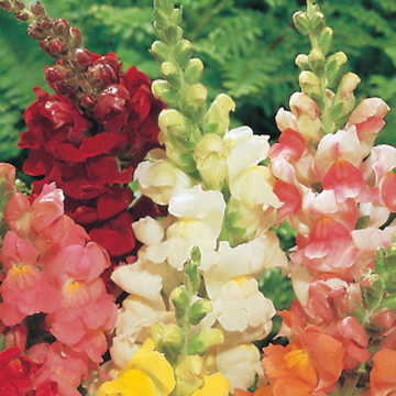 white white flower seeds
