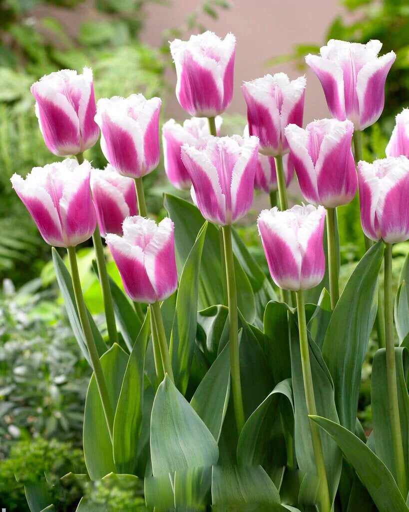 Giant Tulip Flower Seeds Pink White Seeds – Heirloom Non-GMO High Germination Seeds