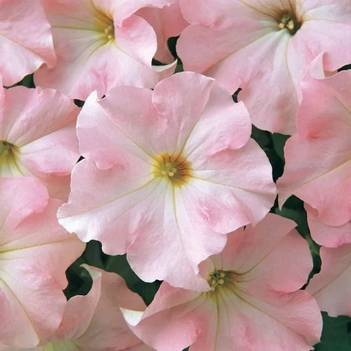 pink white flower seeds