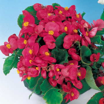 pizzazz deep flower seeds