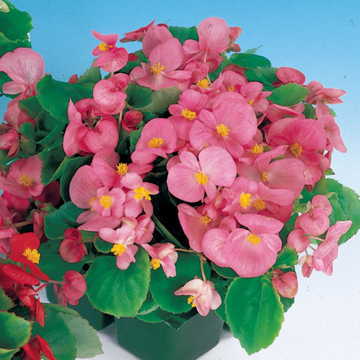 pink pink flower seeds