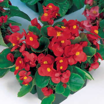 red red flower seeds