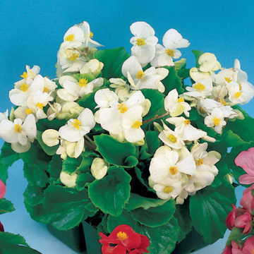 white white flower seeds