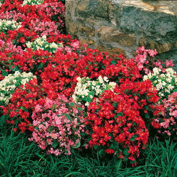 pizzazz begonia flower seeds