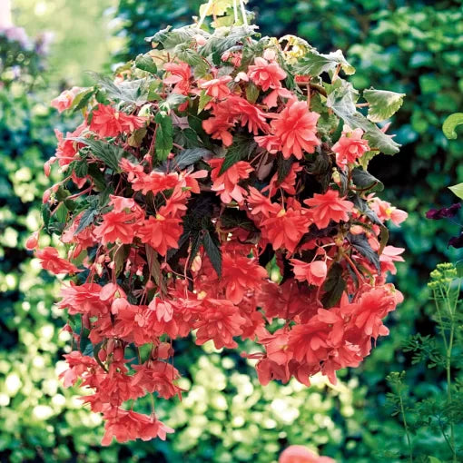 pink pink flower seeds