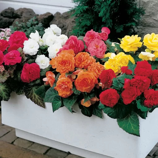 nonstop begonia flower seeds