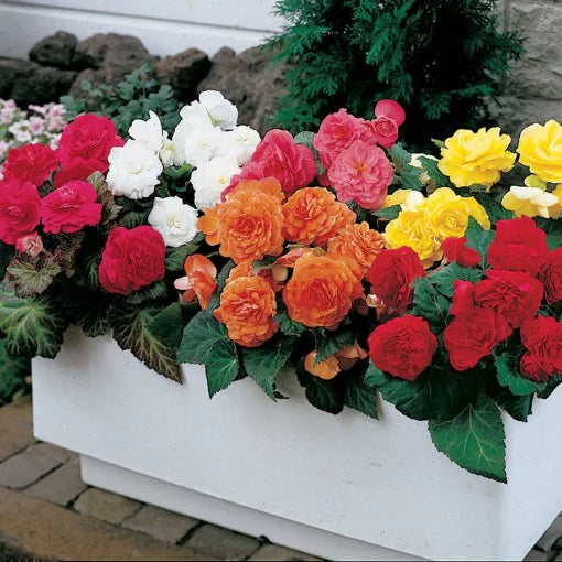 mix begonia flower seeds