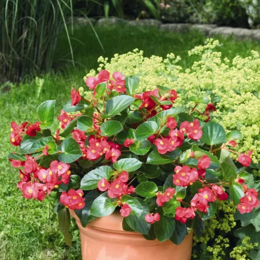 red green flower seeds