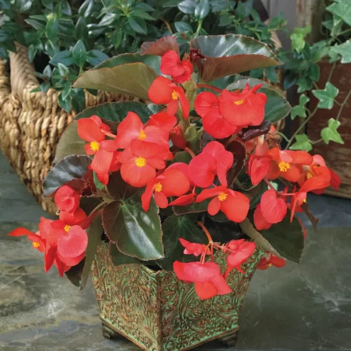 red red flower seeds