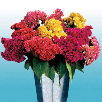 bombay mix flower seeds