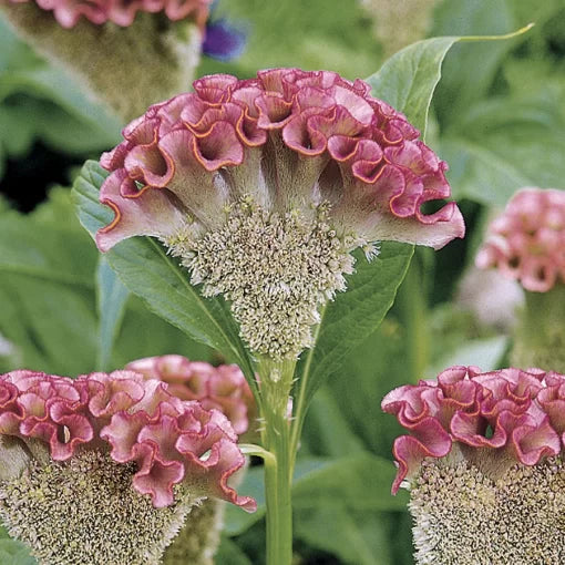 pink pink flower seeds