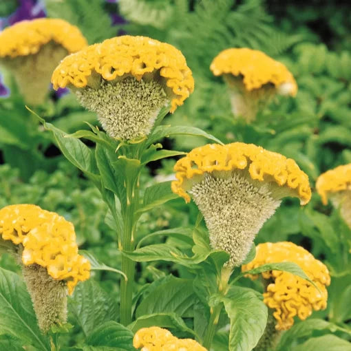 yellow yellow flower seeds