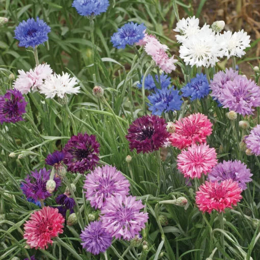 polka dot flower seeds