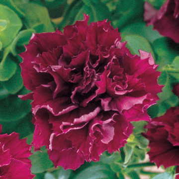 double cascade flower seeds