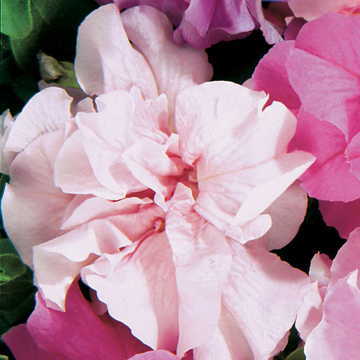 pink pink flower seeds