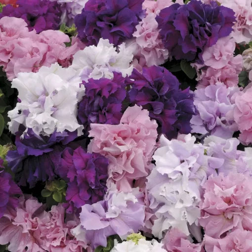 double cascade flower seeds