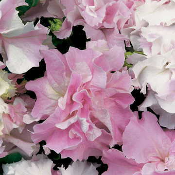pink double flower seeds