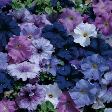 nautical mix flower seeds